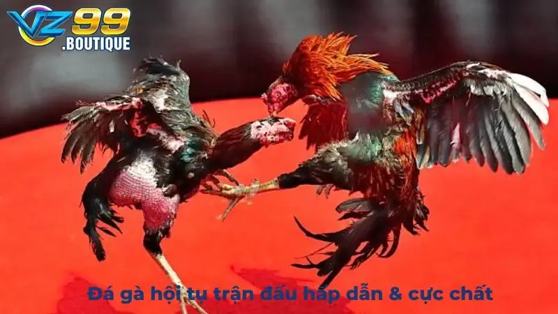 Đá gà hội tụ trận đấu hấp dẫn & cực chất
